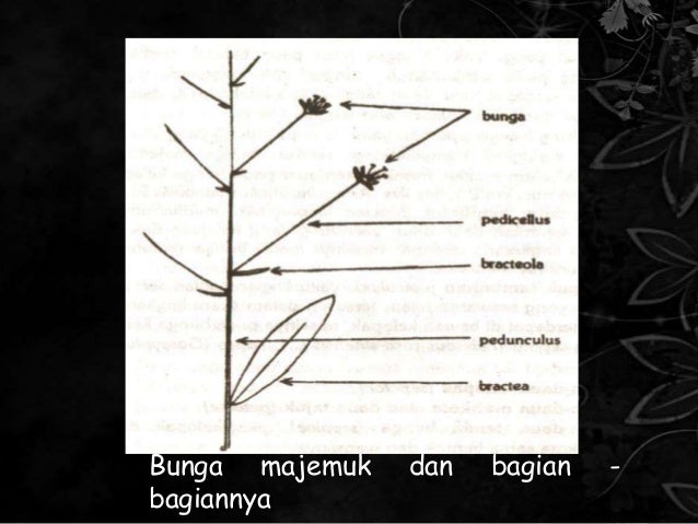 PPT Morfologi Tumbuhan Bunga  Majemuk