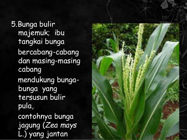 PPT Morfologi Tumbuhan Bunga Majemuk PPT Morfologi Tumbuhan Bunga Majemuk