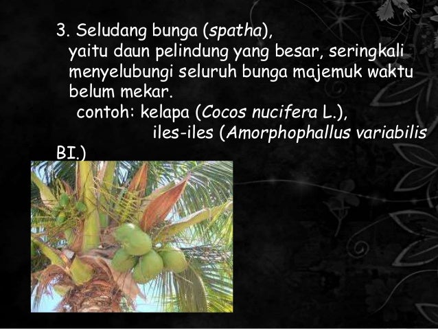 PPT Morfologi Tumbuhan Bunga Majemuk PPT Morfologi Tumbuhan Bunga Majemuk