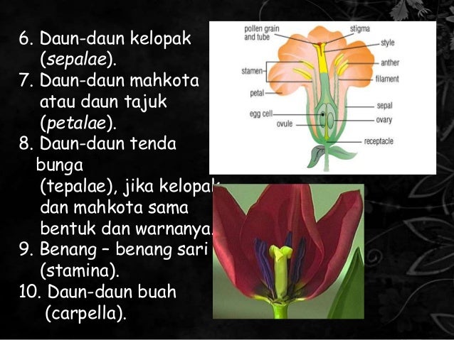 PPT Morfologi  Tumbuhan Bunga  Majemuk