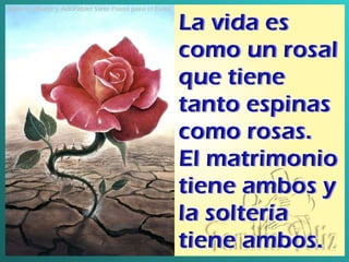 Soltera, ¡Dulce y Adorable! Siete Pasos para el Éxito   