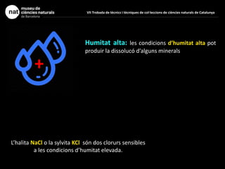 +
Humitat alta: les condicions d’humitat alta pot
produir la dissolucó d’alguns minerals
L’halita NaCl o la sylvita KCl són dos clorurs sensibles
a les condicions d’humitat elevada.
VII Trobada de tècnics i tècniques de col·leccions de ciències naturals de Catalunya
 