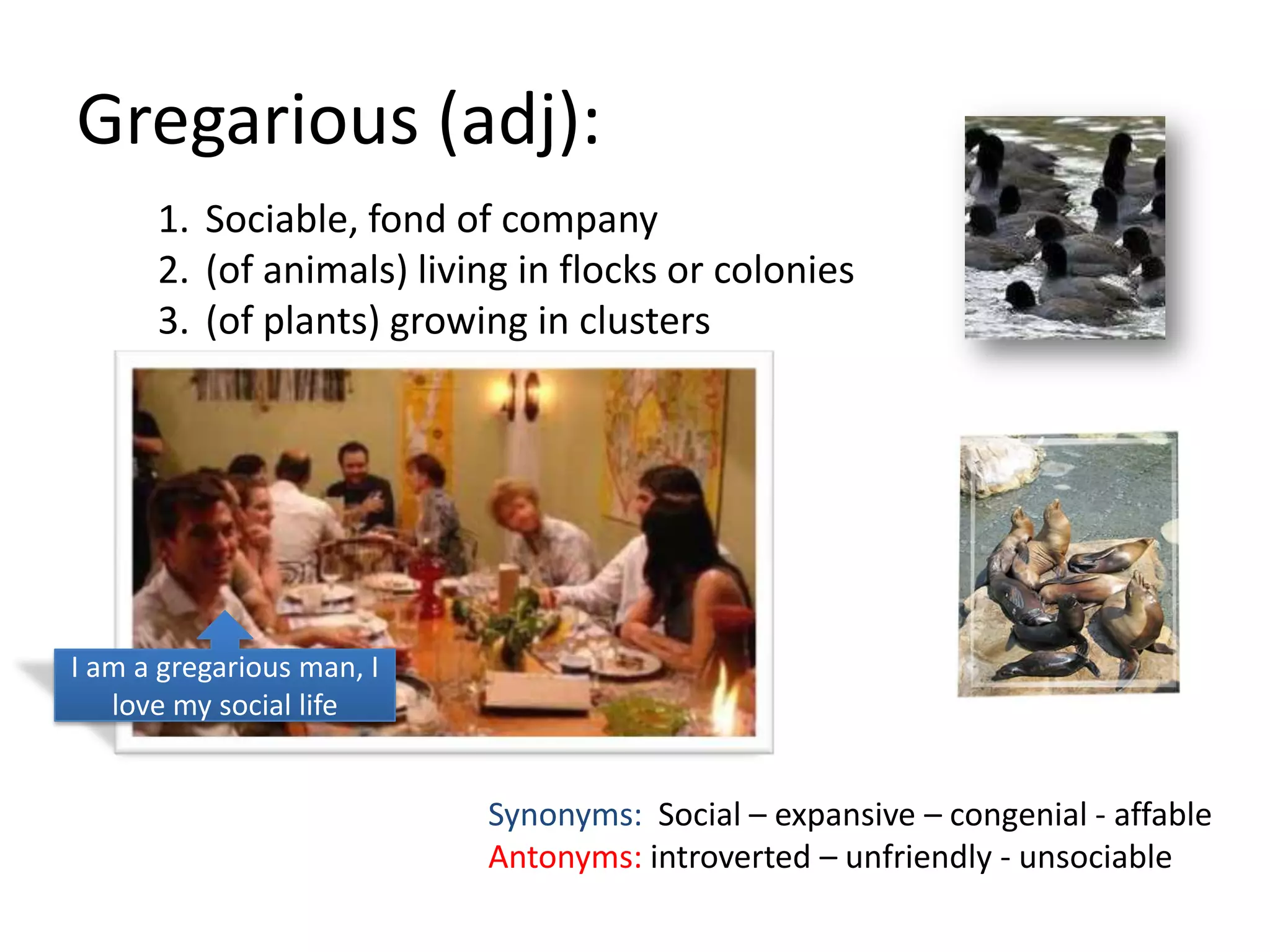 Gregarious (adj):
      1. Sociable, fond of company
      2. (of animals) living in flocks or colonies
      3. (of plants) growing in clusters




I am a gregarious man, I
   love my social life


                           Synonyms: Social – expansive – congenial - affable
                           Antonyms: introverted – unfriendly - unsociable
 