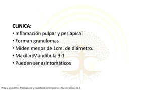 CLINICA:
• Inflamación pulpar y periapical
• Forman granulomas
• Miden menos de 1cm. de diámetro.
• Maxilar:Mandibula 3:1
• Pueden ser asintomáticos
Philip J, et al (2004). Patología oral y maxilofacial contemporáneo. Elseviier Mosby, Ed. 2.
 