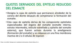 QUISTES DERIVADOS DEL EPITELIO REDUCIDO
DEL ESMALTE
• Designa la capa de epitelio que permanece alrededor de la
corona del diente después de completarse la formación del
esmalte.
• Esta capa de epitelio deriva de los componente epiteliales
especializados del órgano del esmalte (esmalte interno,
estrato intermedio, retículo estrellado y epitelio del esmalte
externo), que fueron activos durante la ameligenesis
(formación del esmalte) y se colpasan en una fina membrana
inactiva de 2 o 3 células de espesor.
Philip J, et al (2004). Patología oral y maxilofacial contemporáneo. Elseviier Mosby, Ed. 2.
 