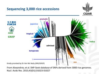 Biotech and innovative breeding for the new Agri-Food System CGIAR Research Programs (CRPs)