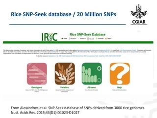 Biotech and innovative breeding for the new Agri-Food System CGIAR Research Programs (CRPs)
