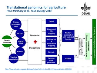 Biotech and innovative breeding for the new Agri-Food System CGIAR Research Programs (CRPs)