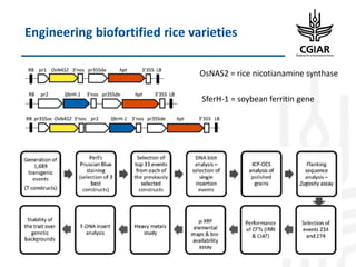 Biotech and innovative breeding for the new Agri-Food System CGIAR Research Programs (CRPs)