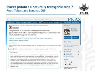 Biotech and innovative breeding for the new Agri-Food System CGIAR Research Programs (CRPs)