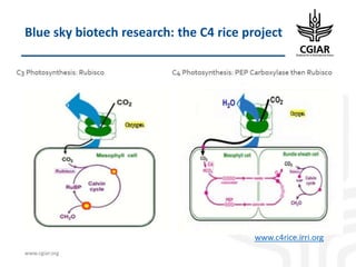 Biotech and innovative breeding for the new Agri-Food System CGIAR Research Programs (CRPs)
