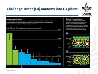 Biotech and innovative breeding for the new Agri-Food System CGIAR Research Programs (CRPs)