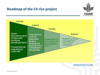 Biotech and innovative breeding for the new Agri-Food System CGIAR Research Programs (CRPs)