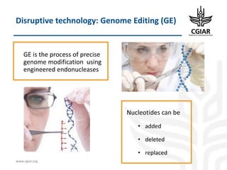 Biotech and innovative breeding for the new Agri-Food System CGIAR Research Programs (CRPs)