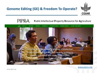 Biotech and innovative breeding for the new Agri-Food System CGIAR Research Programs (CRPs)