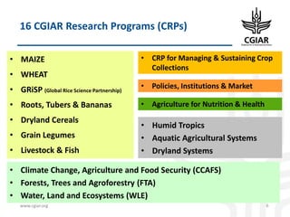 Biotech and innovative breeding for the new Agri-Food System CGIAR Research Programs (CRPs)