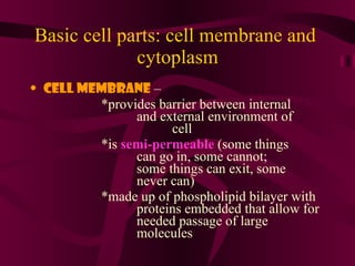Basic cell parts: cell membrane and  cytoplasm Cell membrane  –  *provides barrier between internal  and external environment of  cell *is  semi-permeable  (some things  can go in, some cannot;  some things can exit, some  never can) *made up of phospholipid bilayer with  proteins embedded that allow for  needed passage of large  molecules 