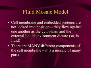 Fluid Mosaic Model Cell membrane and embedded proteins are not locked into position – they flow against one another as the cytoplasm and the external liquid environment dictate (so, is fluid) There are MANY different components of the cell membrane – it is a mosaic of many parts 