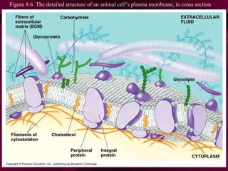 Figure 8.6  The detailed structure of an animal cell’s plasma membrane, in cross section 