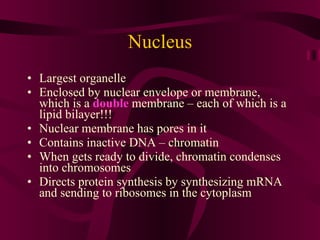 Nucleus Largest organelle Enclosed by nuclear envelope or membrane, which is a  double  membrane – each of which is a lipid bilayer!!! Nuclear membrane has pores in it Contains inactive DNA – chromatin When gets ready to divide, chromatin condenses into chromosomes Directs protein synthesis by synthesizing mRNA and sending to ribosomes in the cytoplasm 
