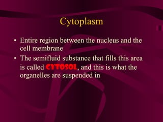 Cytoplasm Entire region between the nucleus and the cell membrane The semifluid substance that fills this area is called  CYTOSOL , and this is what the organelles are suspended in 