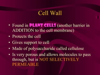 Cell Wall Found in  plant cells  (another barrier in ADDITION to the cell membrane) Protects the cell Gives support to cell Made of polysaccharide called cellulose Is very porous and allows molecules to pass through, but is  NOT SELECTIVELY PERMEABLE 