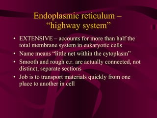 Endoplasmic reticulum –  “highway system” EXTENSIVE – accounts for more than half the total membrane system in eukaryotic cells Name means “little net within the cytoplasm” Smooth and rough e.r. are actually connected, not distinct, separate sections Job is to transport materials quickly from one place to another in cell 