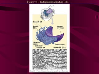 Figure 7.11  Endoplasmic reticulum (ER) 