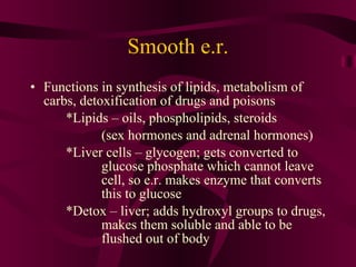 Smooth e.r. Functions in synthesis of lipids, metabolism of carbs, detoxification of drugs and poisons *Lipids – oils, phospholipids, steroids (sex hormones and adrenal hormones) *Liver cells – glycogen; gets converted to  glucose phosphate which cannot leave  cell, so e.r. makes enzyme that converts  this to glucose *Detox – liver; adds hydroxyl groups to drugs,  makes them soluble and able to be  flushed out of body 