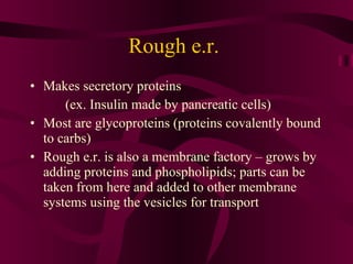 Rough e.r.  Makes secretory proteins (ex. Insulin made by pancreatic cells) Most are glycoproteins (proteins covalently bound to carbs) Rough e.r. is also a membrane factory – grows by adding proteins and phospholipids; parts can be taken from here and added to other membrane systems using the vesicles for transport 
