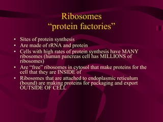 Ribosomes “protein factories” Sites of protein synthesis Are made of rRNA and protein Cells with high rates of protein synthesis have MANY ribosomes (human pancreas cell has MILLIONS of ribosomes) Are “free” ribosomes in cytosol that make proteins for the cell that they are INSIDE of Ribosomes that are attached to endoplasmic reticulum (bound) are making proteins for packaging and export OUTSIDE OF CELL  
