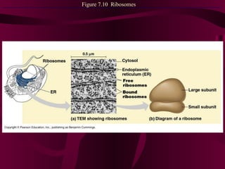 Figure 7.10  Ribosomes 