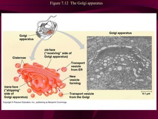 Figure 7.12  The Golgi apparatus 