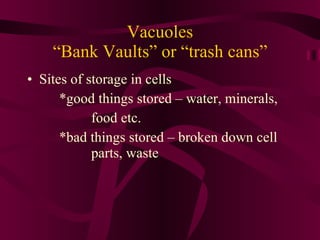 Vacuoles “Bank Vaults” or “trash cans” Sites of storage in cells *good things stored – water, minerals,  food etc. *bad things stored – broken down cell  parts, waste 