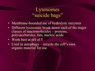 Lysosomes “suicide bags” Membrane-bounded sac of hydrolytic enzymes Different lysosomes break down each of the major classes of macromolecules – proteins, polysaccharides, fats, nucleic acids Work best at pH of 5 Used in autophagy – recycle the cell’s own organic material for use 