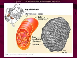Figure 7.17  The mitochondrion, site of cellular respiration 