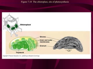 Figure 7.18  The chloroplast, site of photosynthesis 
