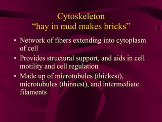 Cytoskeleton “hay in mud makes bricks” Network of fibers extending into cytoplasm of cell Provides structural support, and aids in cell motility and cell regulation Made up of microtubules (thickest), microtubules (thinnest), and intermediate filaments  