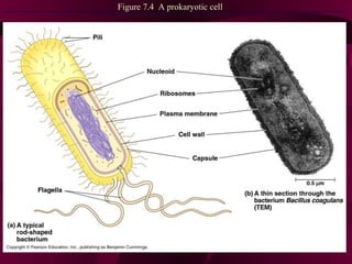 Figure 7.4  A prokaryotic cell 
