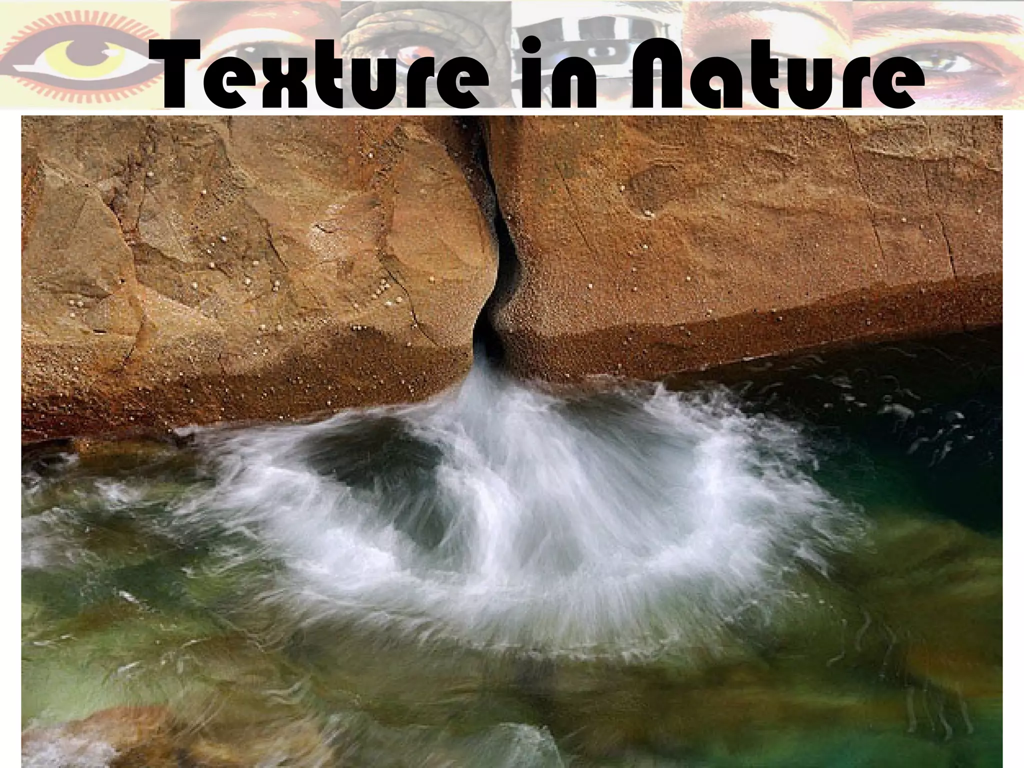 Texture in Nature
 