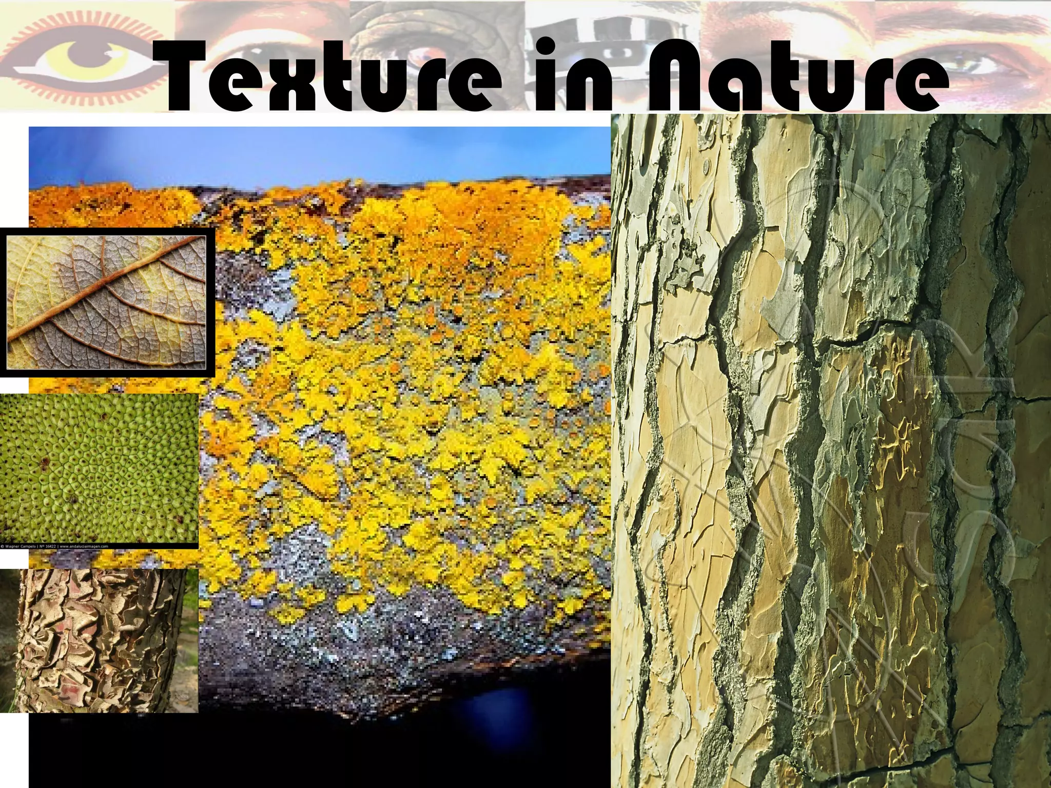 Texture in Nature
 