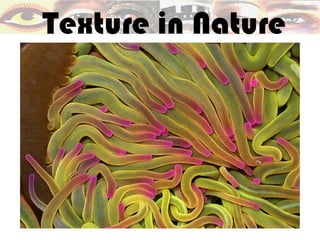 Texture in Nature
 