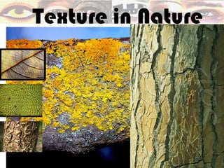 Texture in Nature
 