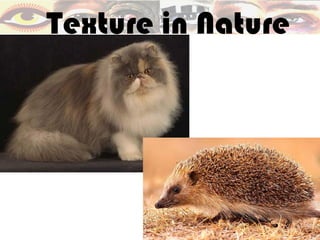Texture in Nature
 
