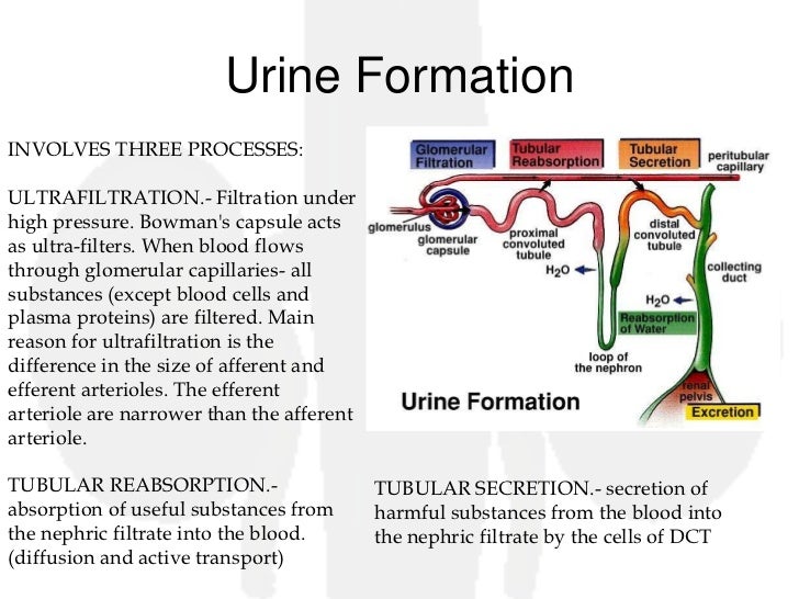 10th excretory system