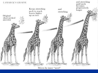 Comprehensive Overview of Evolution Theories and Evidence | PPT