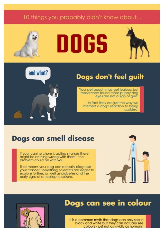 10 things about dogs