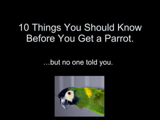 10 Things You Should Know Before You Get a Parrot. …but no one told you.  