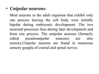 • Unipolar neurons:
Most neurons in the adult organism that exhibit only
one process leaving the cell body were initially
bipolar during embryonic development. The two
neuronal processes fuse during later development and
form one process. The unipolar neurons (formerly
called pseudounipolar neurons) are also
sensory.Unipolar neurons are found in numerous
sensory ganglia of cranial and spinal nerves.
 