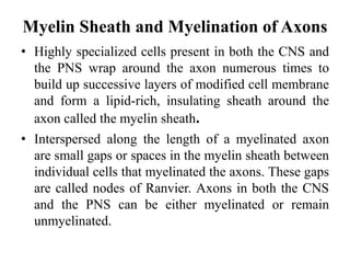 Myelin Sheath and Myelination of Axons
• Highly specialized cells present in both the CNS and
the PNS wrap around the axon numerous times to
build up successive layers of modified cell membrane
and form a lipid-rich, insulating sheath around the
axon called the myelin sheath.
• Interspersed along the length of a myelinated axon
are small gaps or spaces in the myelin sheath between
individual cells that myelinated the axons. These gaps
are called nodes of Ranvier. Axons in both the CNS
and the PNS can be either myelinated or remain
unmyelinated.
 